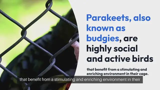 Video thumbnail for Parakeet Cage Accessories