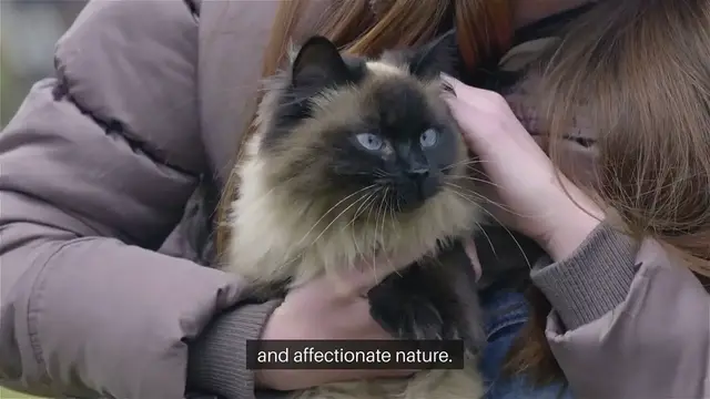 Video thumbnail for Single Friendly Pet Breeds