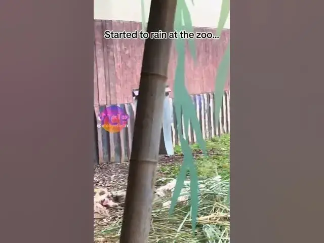 'Video thumbnail for Chimpanzee run to hide from rain. 🤣🤣'