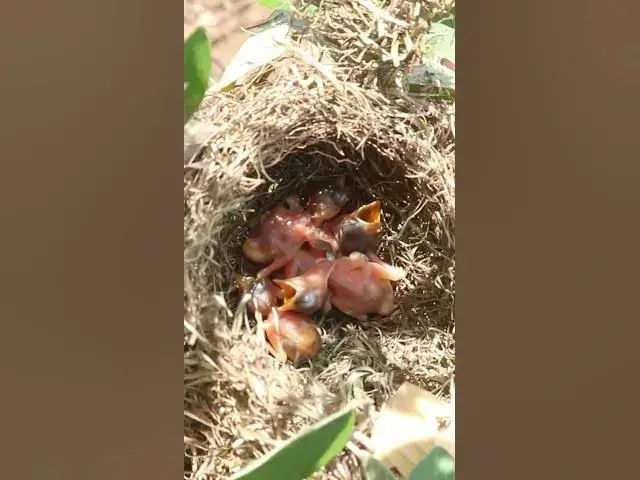 Video thumbnail for Baby bird waiting Feed in Nest Mother Bgrown bitd feeding EP#102  #birdslover #birdwatch #wildlife #