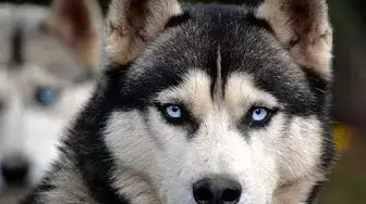 Video thumbnail for 28 Pros and Cons of Owning a Siberian Husky