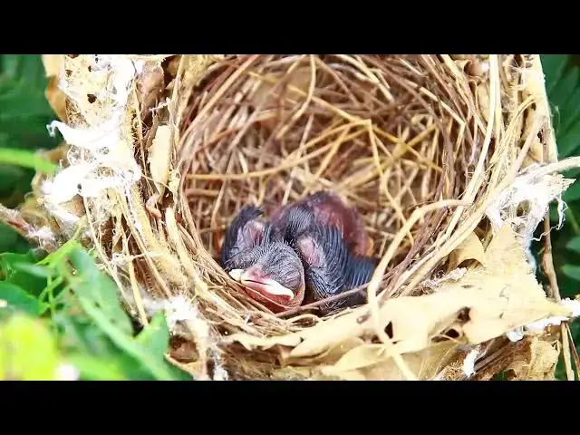 Video thumbnail for Incredible Peacock Chicks: A Wild Encounter