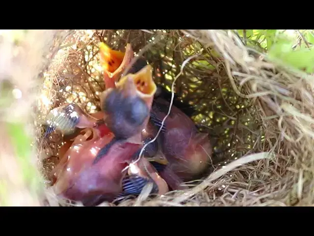Video thumbnail for Tiny Chirpers: Female Sparrow Feeds Hungry Hatchlings  @ViralBirdNest