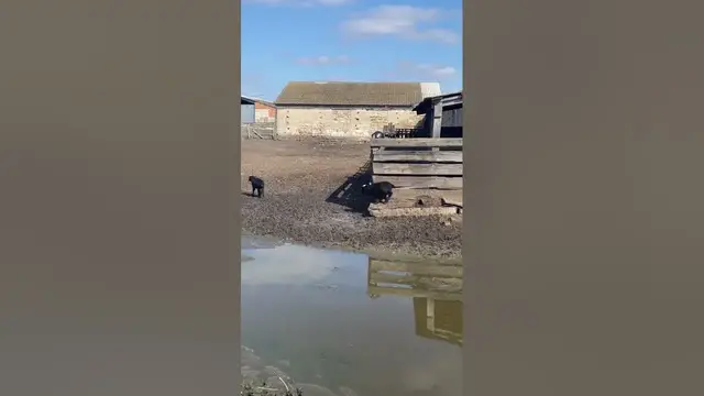 Video thumbnail for Flock of sheep🥰😘#shorts