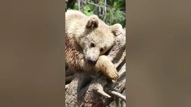 Video thumbnail for Is grizzly aggressive?#shorts