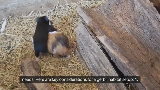 Video thumbnail for Gerbil Habitat Setup