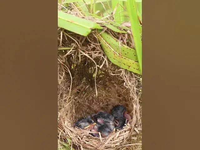 Video thumbnail for Wow Babies Groen Bird AP#039 #Feedigbirds #nature #shortvideo #viralvideo #birds #wolfbird #nestbird