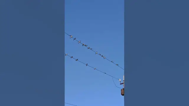 Video thumbnail for Why don't birds get electrocuted on power lines?🤔🤨😗#shorts