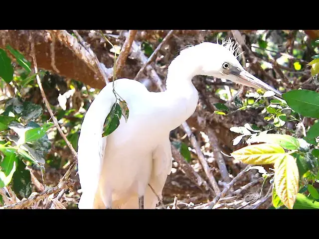Video thumbnail for Oh Gain Cockroach bird on nest - baby birds eat