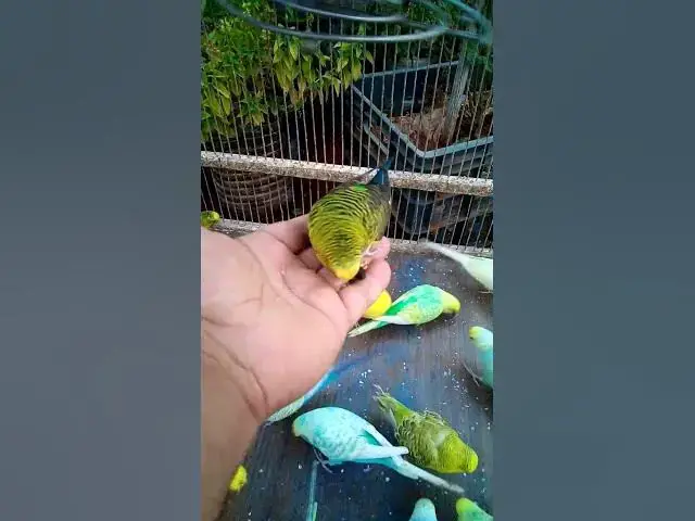 'Video thumbnail for 💚 Magia do Periquito Australiano – Sons Suaves para a Alma🐤 Beleza do Periquito Australiano – #birds'