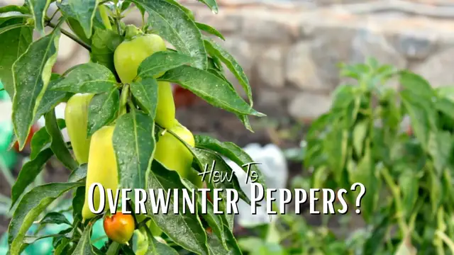 'Video thumbnail for How To Overwinter Peppers?'
