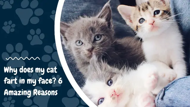 'Video thumbnail for Why does my cat fart in my face 6 Amazing Reasons'