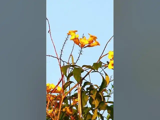 Video thumbnail for Small Green Bird on Flower 5   #birdparenting #birdwatching #birdslover #birdspotting #trending