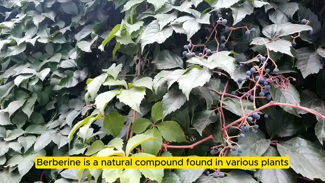 Video thumbnail for Can Berberine Help Me Lose Weight_