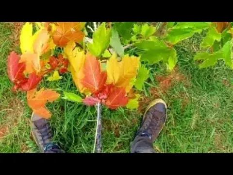 Video thumbnail for 🔥¿Cómo es? Árbol MAPLE SUMMER RED 🍁Arces Paisajismo Sustentable Plakarq Shop México. 🌿