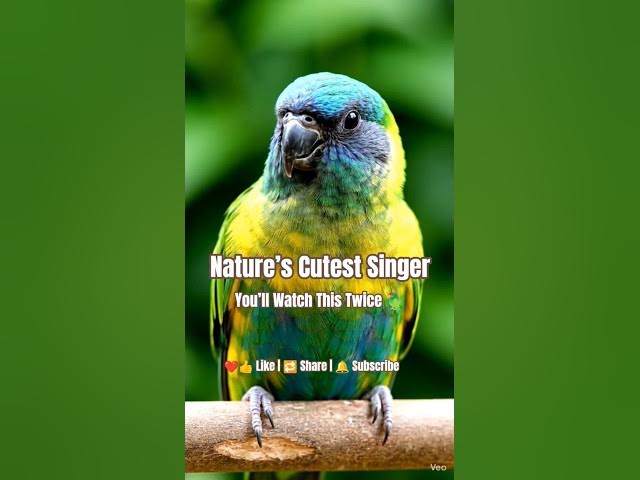 Video thumbnail for STOP Scrolling! This Parrot Is Insane 😲 🦜💚 #shorts