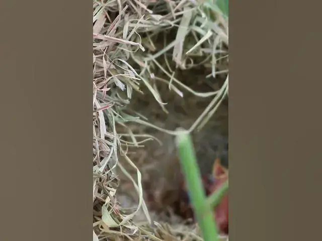 Video thumbnail for Male Golden Birds   #birdhome #birdnestandbaby  #nest #birds #birdnest #wildlife  #nature #babybird