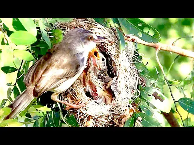 Video thumbnail for Mama Bird's Feeding Frenzy | Sparrow Snacks on Wild Catch
