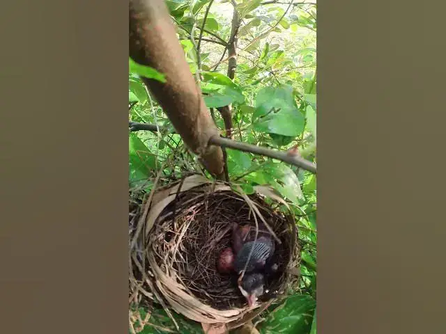 Video thumbnail for #Topbird #birds #reactions #nature #beautiful #creativity is a habbit#chiks #viralshort #@bird #@bir