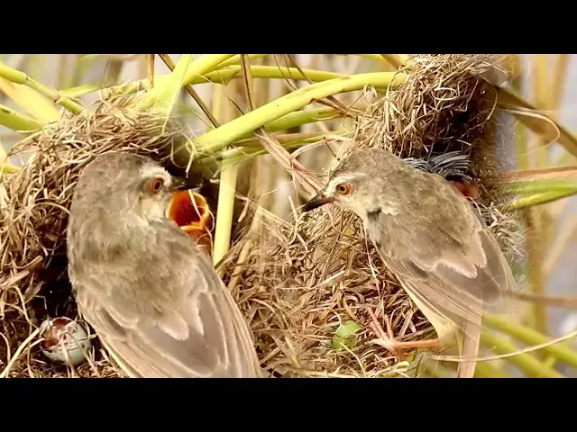 Video thumbnail for Mother Grown Bird Sparrow Feeding baby in Nest  @ViralBirdNest