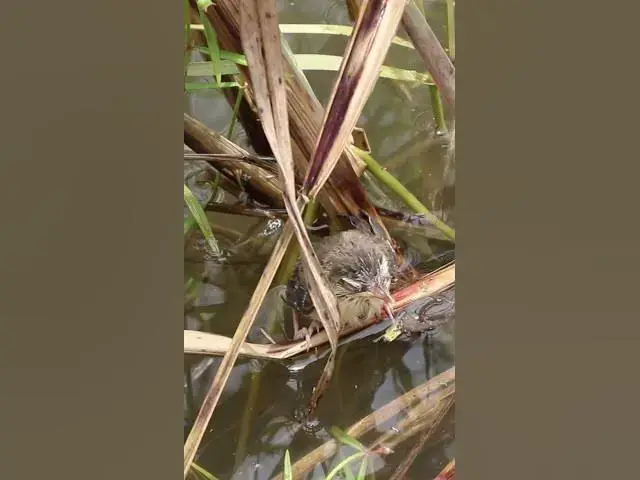 Video thumbnail for Top Babies Grown Bird Try Flies  #birds #nature #shortvideo #viralvideo #birds #farming #wildlife