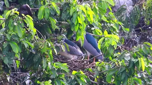 Video thumbnail for Mother & Father bird on nest