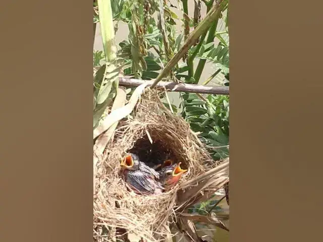 Video thumbnail for Babies Bird Cries  Eat Food  #birdslover #birdspotting #nature #birdparenting #birdkids #birds