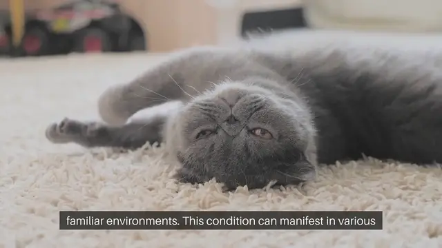 Video thumbnail for Coping with Cat Separation Anxiety