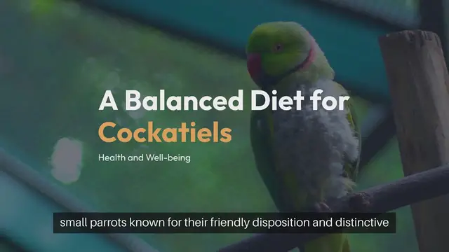 Video thumbnail for Cockatiel Diet Recommendations