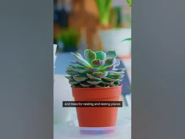 Video thumbnail for How to plant POLLINATOR GARDEN  #PollinatorGarden #GardenForBees #GardeningTips #greenthumb