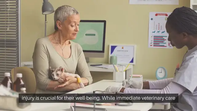 Video thumbnail for Cat Injury First Aid Steps