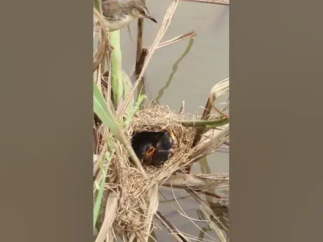 Video thumbnail for Babies Sparrow