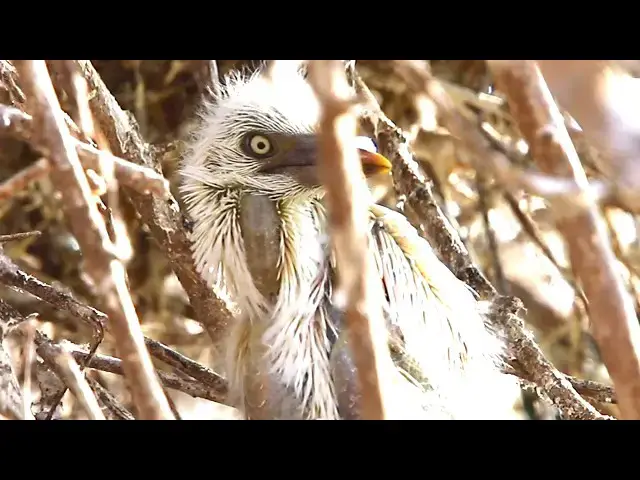 Video thumbnail for The Cockroach bird Babies - Baby Birds Eating Food