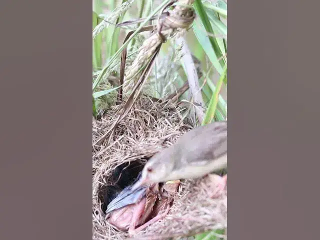 Video thumbnail for Mother feed Baby cuckoo bird  #birdparenting #bikelover