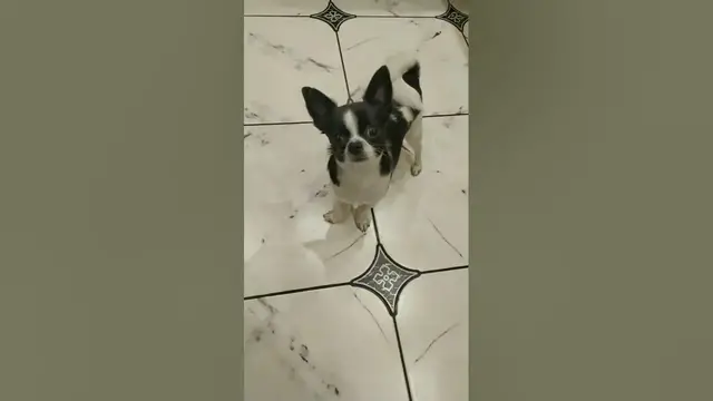 Video thumbnail for What Does It Mean If a Dog Is Curious?