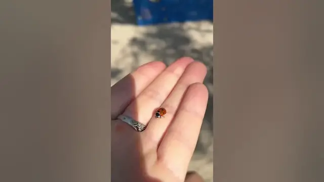 Video thumbnail for Cute ladybug😍😘🥰😎#shorts