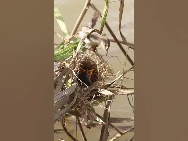 Video thumbnail for All Babies Bird Feed #birds #birdslover #bird #nest #nestbird #birdcries #feedshorts #feedbird