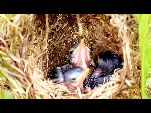 Video thumbnail for Nesting Mama Bird Feeds Hungry Babies with Grasshopper  [ @ViralBirdNest ]