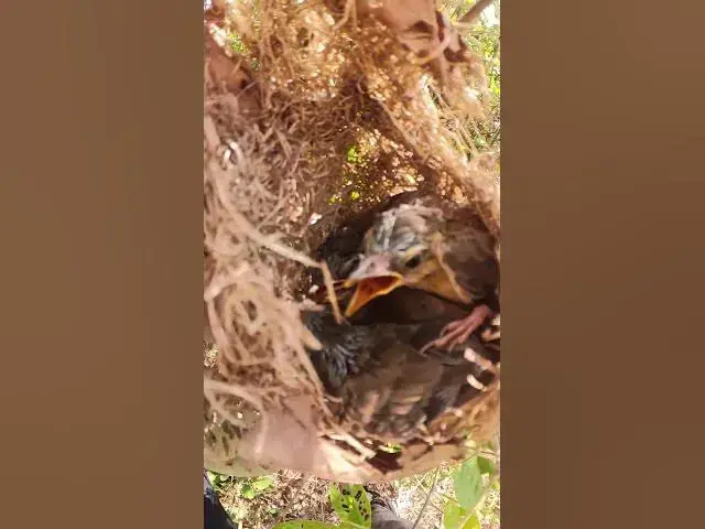 Video thumbnail for Baby Bird Golden Crowned Sparrow E P##01154 #Egg citing #Ornithology #Nature #Biodiversity #Eggcepti