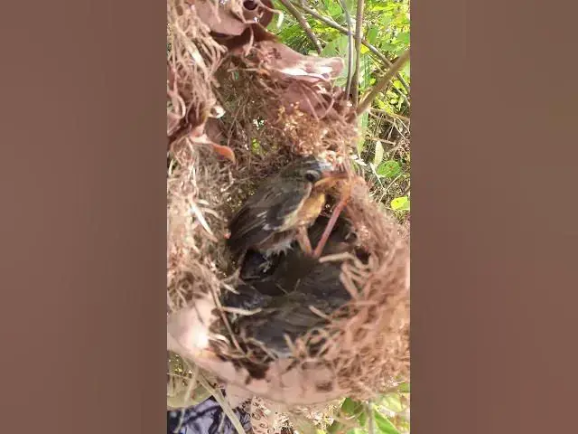 Video thumbnail for Baby Bird Golden Crowned Sparrow E-P##01153 #Egg citing #Ornithology #Nature #Biodiversity #Eggcepti