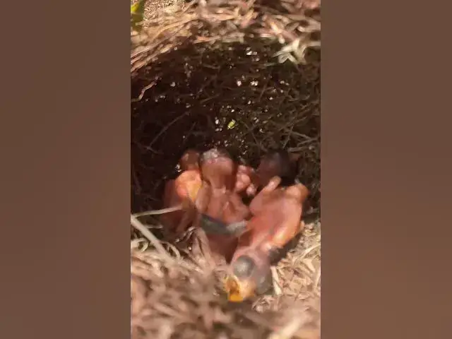 Video thumbnail for Top Babies Grown Babies Wild Bird   #babyanimal #finchbaby #nature #finchbird #babybird #birdslover