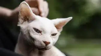 Video thumbnail for Cats in Ancient Egypt