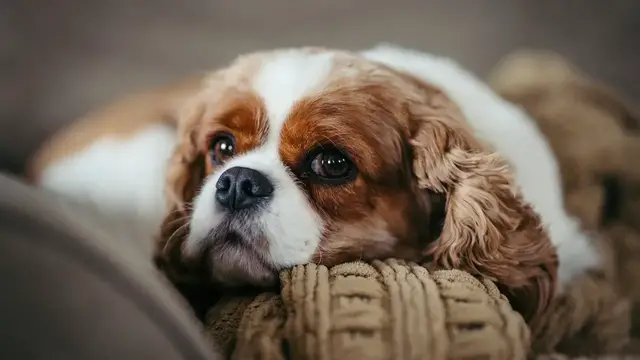 Video thumbnail for Cavalier King Charles Spaniel: Pros & Cons