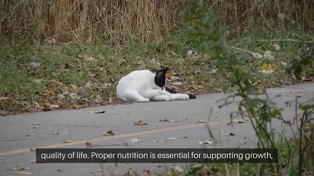 Video thumbnail for Cat Nutrition Consultation Importance