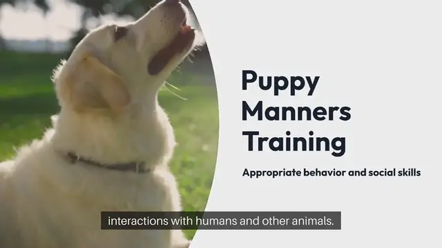 Video thumbnail for Puppy Manners Training