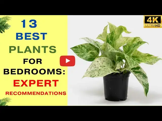 'Video thumbnail for 13 Best Plants for Bedrooms: Expert Recommendations'