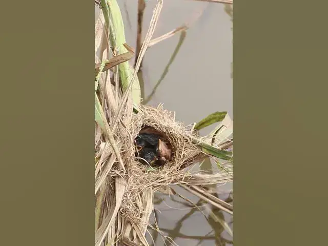 Video thumbnail for Female Bird Feeding babies  #Nesting #BirdBehavior #BirdWatching #NatureLovers #Wildlife #BirdLife #