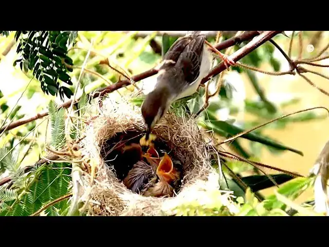 'Video thumbnail for On nest babie wild bird wait eat food'