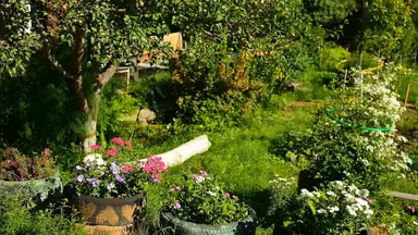 'Video thumbnail for Effective Methods to Control Japanese Beetles in Your Garden'