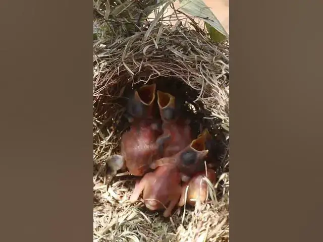 Video thumbnail for Cute of Widl Babies Bird